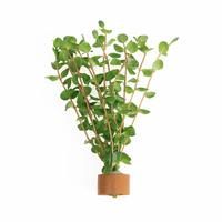 Rotala rotundifolia BUNDEL 5cm Tray 10 × 60 £ 1.25 (Tray) £ 1.23 Shelf £ 1.22 Trolley Tray £ 1.25 × 10 (0.3%)