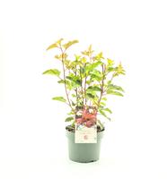 Physocarpus opu. Diable d'Or