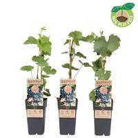 Vitis vin. Mika (extra winterhardy)