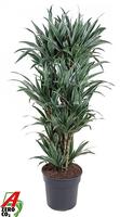 Dracaena Warneckei extra branched
