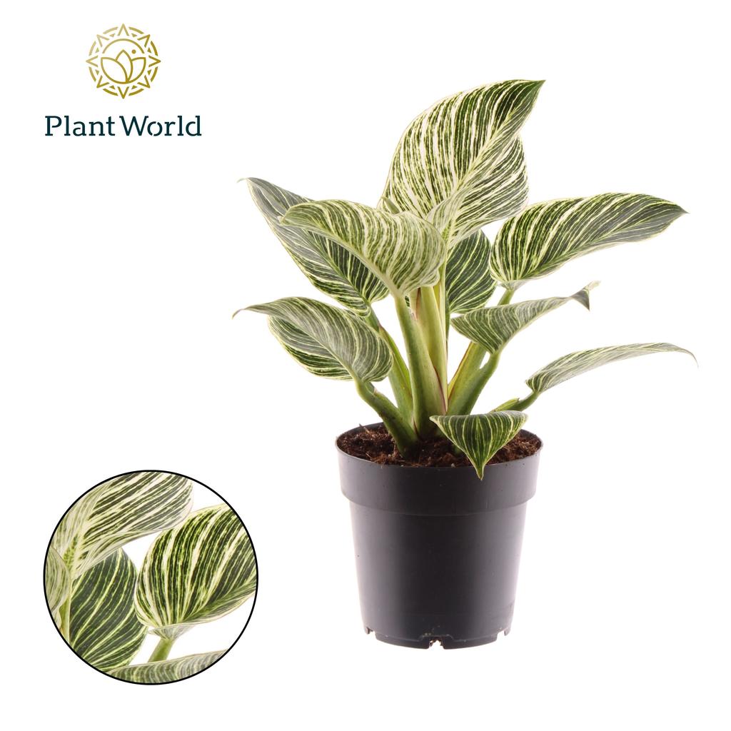 Picture of Philodendron Birkin / New Wave Feel Green Decorum P14 35CM