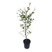 Fagus sylvatica