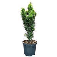 Taxus b. Littfass