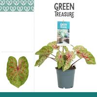 Caladium Bicolor