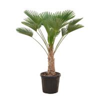 Trachycarpus Wagnerianus