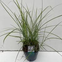 Miscanthus sin. Gracillimus