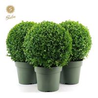 Buxus sempervirens
