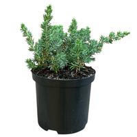 Juniperus con. Blue Pacific