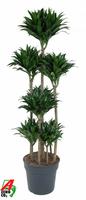 Dracaena compacta 120-carrousel