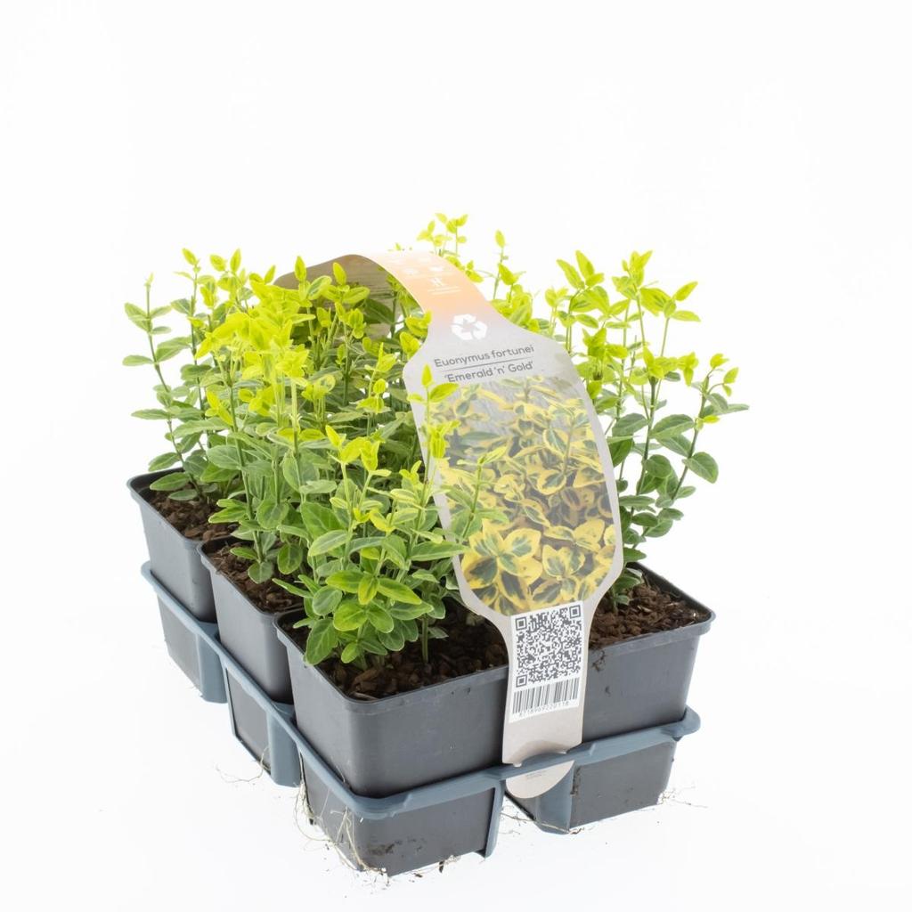 Obrázok z Euonymus fort. Emerald 'n Gold 6-PACKS