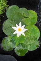 Nymphaea Tetragona (3L)