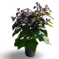 Catalpa erubescens Purpurea