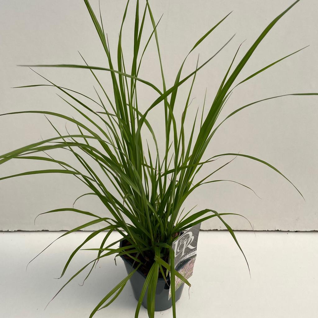 Picture of Pennisetum Red Head P17 (2 Ltr) Square