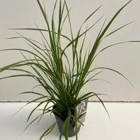Pennisetum al. Red Head