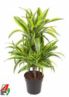 Dracaena Lemon Lime 45-carrousel