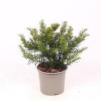 Taxus baccata Repandens