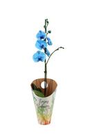 Phalaenopsis hybrid I Am Blue painted