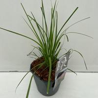 Cortaderia sell. Rosea