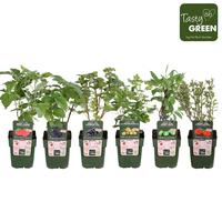 Fruit in exclusive varieties (small fruit)
