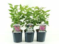 Syringa vulgaris in varieties
