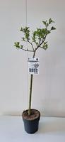 Salix grac. Melanostachys