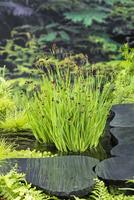 Juncus encifolius