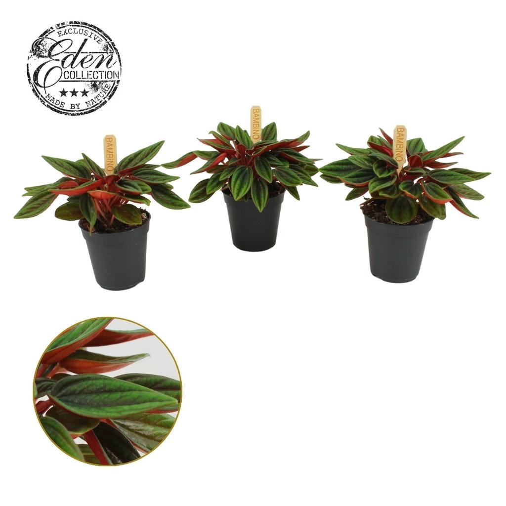 Afbeeldingen van Peperomia Rosso Bambino P5.5 10CM