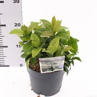 Trachelospermum Winter Ruby
