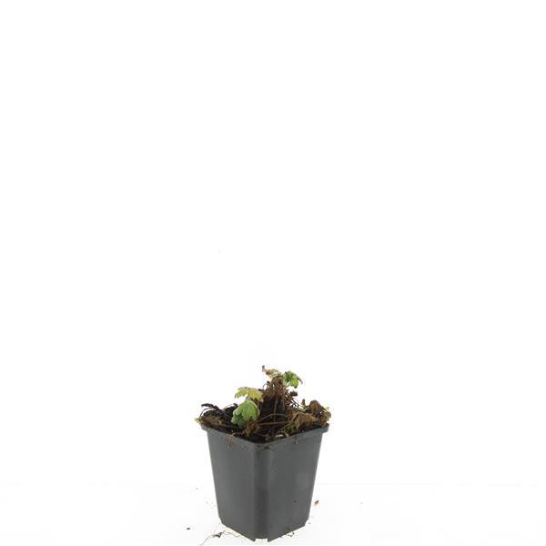 Picture of Geranium macr. Czakor P9