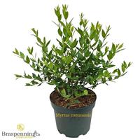 Myrtus communis