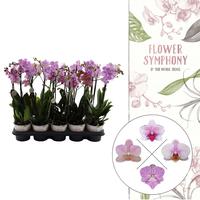 Phalaenopsis hybrid Flower Symphony Pink varieties