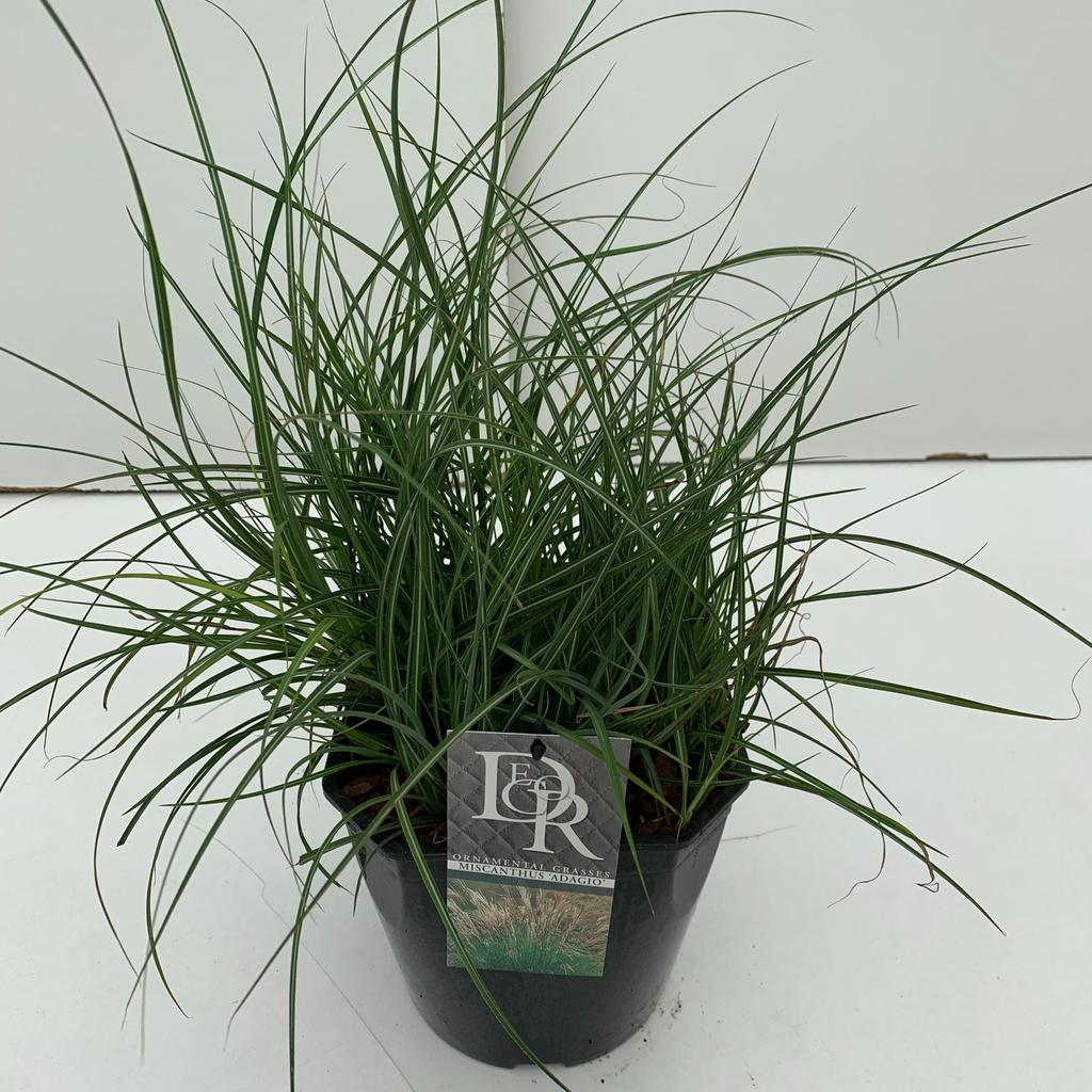 Picture of Miscanthus Adagio P23 (5 Ltr) SQUARE