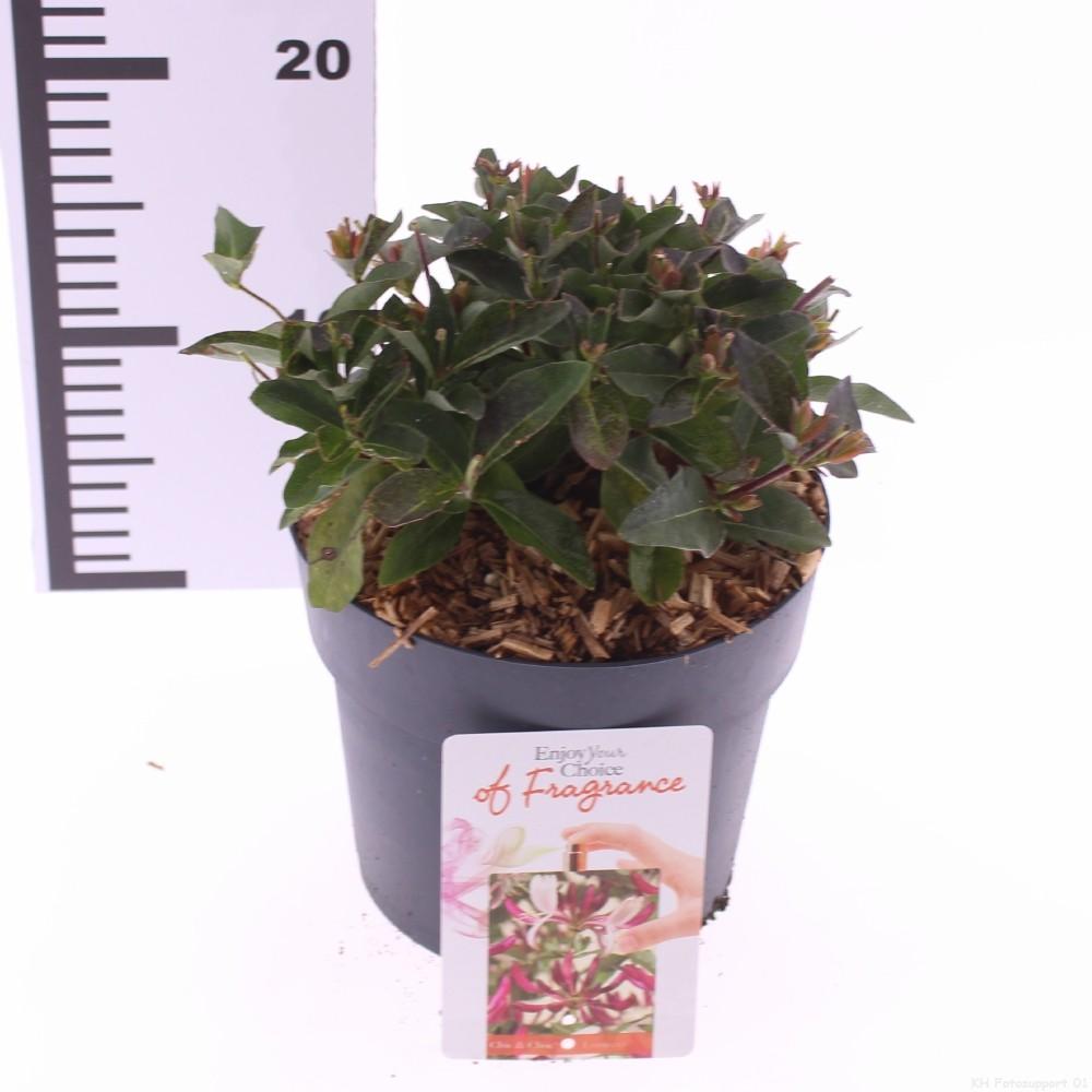 Picture of Lonicera periclymenum Chic and Choc P17 (2 Ltr)