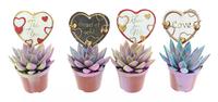Echeveria miranda multi glitter + love label