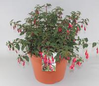 Fuchsia Mrs Popple