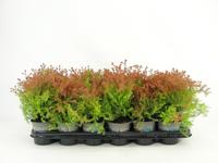 Thuja occ. Fire Chief PBR