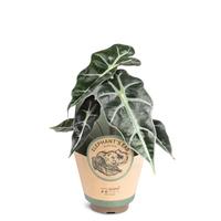 Alocasia ´Bambino´