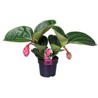 Medinilla Magnifica Lambada 2 etage 2 buds