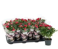 Rosa Special Gigi st. 2-3