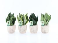 Sansevieria Mix in Sculpture ceramic