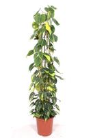 Philodendron Scandens Brasil