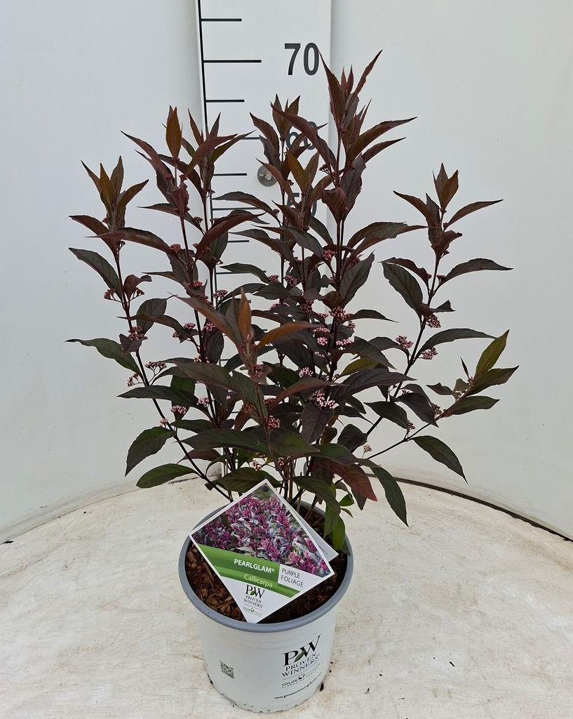 Picture of Callicarpa x Pearl Glam® P21 50CM