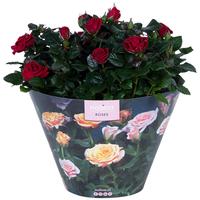 Rosa Excellent Red Bowl