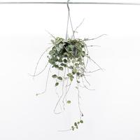 Hoya Mathilde Splash