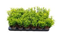 Euonymus jap. Microphyllus Aureovariegatus