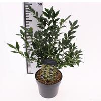 Sarcococca confusa