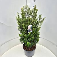 Ilex cr. Caroline Upright