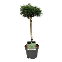 Cryptomeria j. Toad