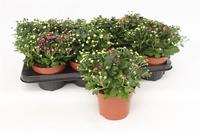 Chrysanthemum Gardenmum Rosanna (Carnaval)