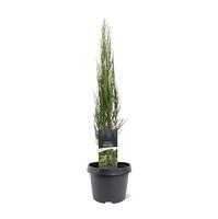 Juniperus scop. Blue Arrow